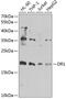 Protein Dr1 antibody, GTX55597, GeneTex, Western Blot image 