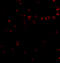 CD49D antibody, 4827, ProSci Inc, Immunofluorescence image 