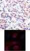 JunD Proto-Oncogene, AP-1 Transcription Factor Subunit antibody, 79-275, ProSci, Immunohistochemistry frozen image 