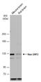 Ras Protein Specific Guanine Nucleotide Releasing Factor 2 antibody, GTX108622, GeneTex, Western Blot image 