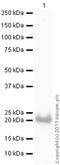 HCNP antibody, ab76582, Abcam, Western Blot image 