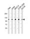 DNA repair and recombination protein RAD54B antibody, M06804, Boster Biological Technology, Western Blot image 
