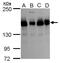 TATA element modulatory factor antibody, PA5-35997, Invitrogen Antibodies, Western Blot image 