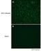 Zika Virus antibody, GTX133308, GeneTex, Immunofluorescence image 