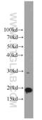 Mitochondrial Ribosomal Protein L58 antibody, 10403-1-AP, Proteintech Group, Western Blot image 