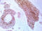 ERBB2 antibody, LS-C796709, Lifespan Biosciences, Immunohistochemistry frozen image 