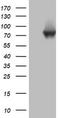 Poly(A)-Specific Ribonuclease antibody, TA802650S, Origene, Western Blot image 