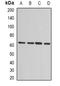 FKBP Prolyl Isomerase 8 antibody, orb378062, Biorbyt, Western Blot image 