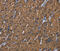 Bone morphogenetic protein 3 antibody, MBS2518878, MyBioSource, Immunohistochemistry paraffin image 
