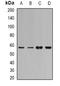 Cytochrome P450 Family 1 Subfamily A Member 1 antibody, orb340828, Biorbyt, Western Blot image 