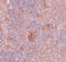 Solute Carrier Family 37 Member 2 antibody, 5647, ProSci Inc, Immunohistochemistry paraffin image 