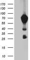 mBD-1 antibody, CF811768, Origene, Western Blot image 