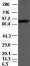 Periostin antibody, NBP1-47922, Novus Biologicals, Western Blot image 