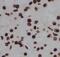 Cleavage and polyadenylation specificity factor subunit 6 antibody, FNab01940, FineTest, Immunohistochemistry frozen image 