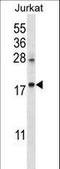 Keratin Associated Protein 25-1 antibody, LS-C165648, Lifespan Biosciences, Western Blot image 