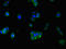 Rab3A-interacting protein antibody, orb46507, Biorbyt, Immunocytochemistry image 