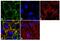 Occludin antibody, 71-1500, Invitrogen Antibodies, Immunofluorescence image 