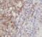 Interleukin 9 antibody, FNab04287, FineTest, Immunohistochemistry frozen image 