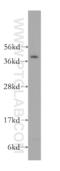 Nuclear Casein Kinase And Cyclin Dependent Kinase Substrate 1 antibody, 12023-2-AP, Proteintech Group, Western Blot image 