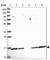 Ubiquitin Conjugating Enzyme E2 N antibody, HPA044976, Atlas Antibodies, Western Blot image 
