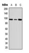Flk antibody, orb393284, Biorbyt, Western Blot image 