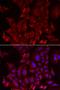 Pre-mRNA-processing-splicing factor 8 antibody, orb373333, Biorbyt, Immunofluorescence image 