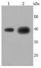 Cathepsin L antibody, A01589-1, Boster Biological Technology, Western Blot image 