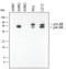 Mitogen-Activated Protein Kinase 9 antibody, MAB1846, R&D Systems, Western Blot image 