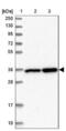 Leucine Zipper Transcription Factor Like 1 antibody, NBP2-47387, Novus Biologicals, Western Blot image 