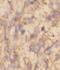 SH3 and cysteine-rich domain-containing protein 3 antibody, FNab08280, FineTest, Immunohistochemistry frozen image 