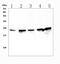 60S ribosomal protein L13a antibody, A03571-1, Boster Biological Technology, Western Blot image 