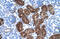 Dopa Decarboxylase antibody, 29-571, ProSci, Immunohistochemistry paraffin image 