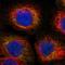 Sirtuin 5 antibody, HPA022002, Atlas Antibodies, Immunofluorescence image 