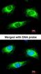 Mitogen-Activated Protein Kinase Kinase 1 antibody, orb5171, Biorbyt, Immunocytochemistry image 