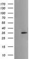 Musashi RNA Binding Protein 2 antibody, CF506196, Origene, Western Blot image 