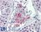 Paired Box 7 antibody, LS-B3499, Lifespan Biosciences, Immunohistochemistry paraffin image 