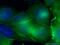Ras GTPase-activating-like protein IQGAP1 antibody, 22167-1-AP, Proteintech Group, Immunofluorescence image 