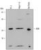 BCL2 Family Apoptosis Regulator BOK antibody, AF6067, R&D Systems, Western Blot image 