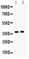 Calbindin 2 antibody, LS-C357412, Lifespan Biosciences, Western Blot image 