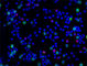 Perforin 1 antibody, 308124, BioLegend, Immunofluorescence image 