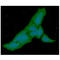 Phosphoglucomutase 1 antibody, LS-B16350, Lifespan Biosciences, Immunofluorescence image 