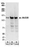 Lysine-specific demethylase 4B antibody, NB100-74605, Novus Biologicals, Western Blot image 