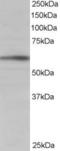 BAI1 Associated Protein 2 antibody, EB05177, Everest Biotech, Western Blot image 