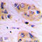 Vesicle-associated membrane protein 1 antibody, LS-C368545, Lifespan Biosciences, Immunohistochemistry frozen image 