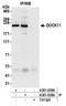 Dedicator Of Cytokinesis 11 antibody, A301-638A, Bethyl Labs, Immunoprecipitation image 