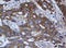 Calpain 2 antibody, LS-C786874, Lifespan Biosciences, Immunohistochemistry frozen image 