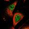 Zinc Finger Protein 175 antibody, NBP1-80969, Novus Biologicals, Immunofluorescence image 