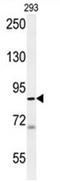 WD Repeat Domain 48 antibody, AP54546PU-N, Origene, Western Blot image 