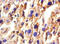 Haptoglobin antibody, CSB-PA17069A0Rb, Cusabio, Immunohistochemistry paraffin image 