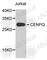 Centromere protein Q antibody, A7628, ABclonal Technology, Western Blot image 